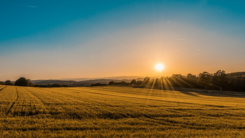 Sunset over potato farm