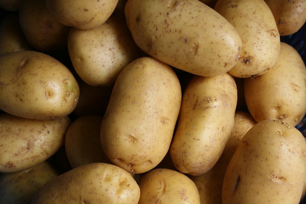 Fresh harvested potatoes in hands at potato.institute