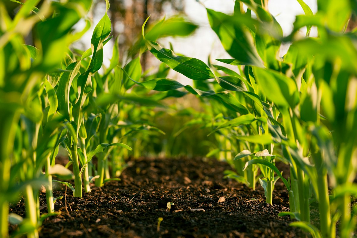Regenerative farm landscape